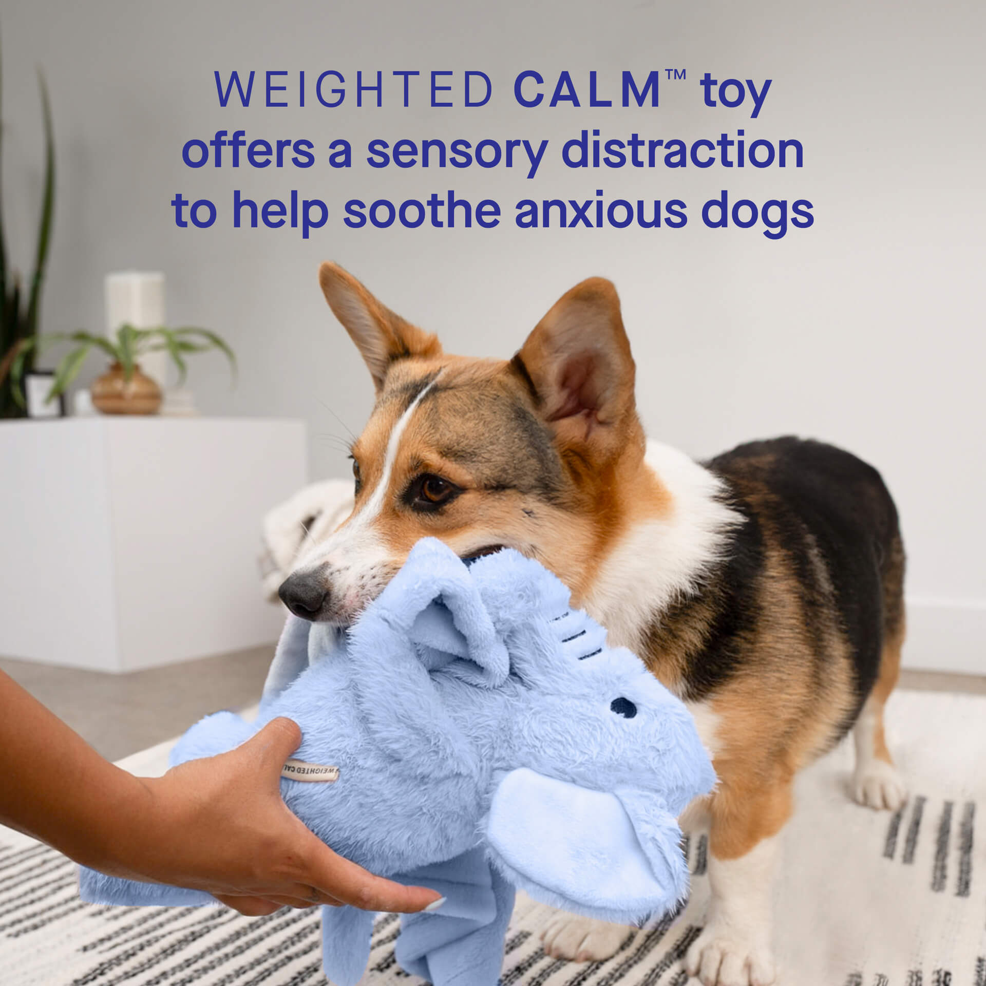 Weighted Calming Toy F5cp