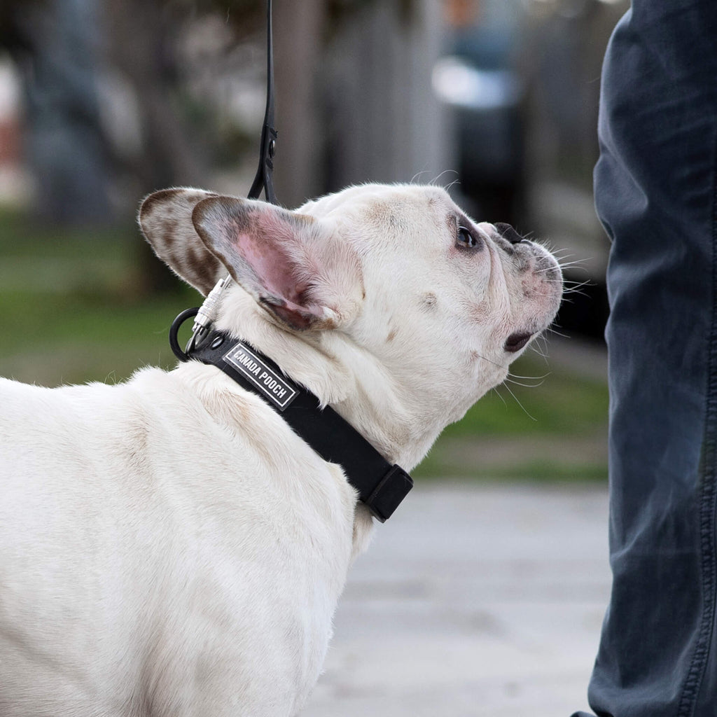 Waterproof Collar Z7eq