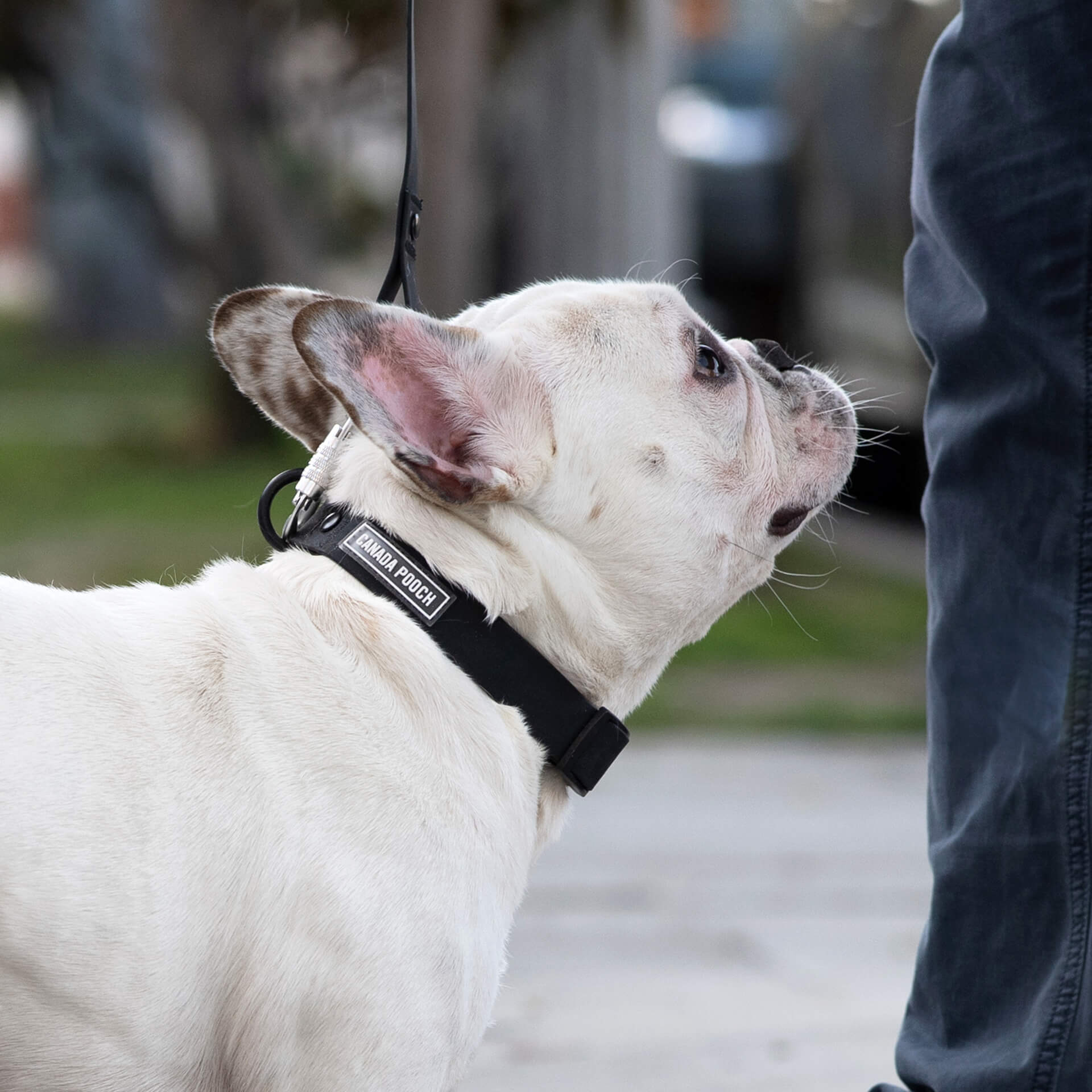 Waterproof Collar Z7eq