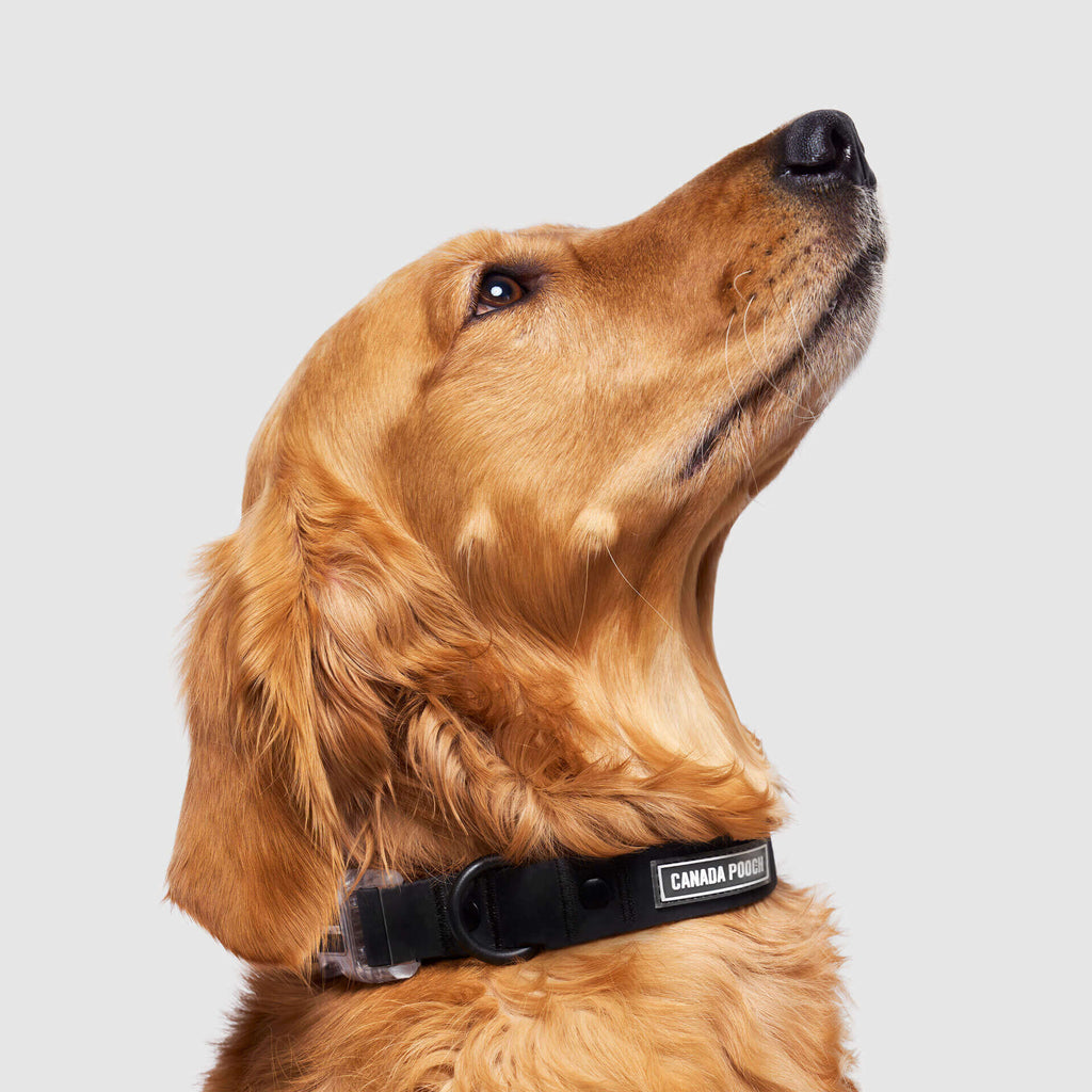Waterproof Collar Z7eq