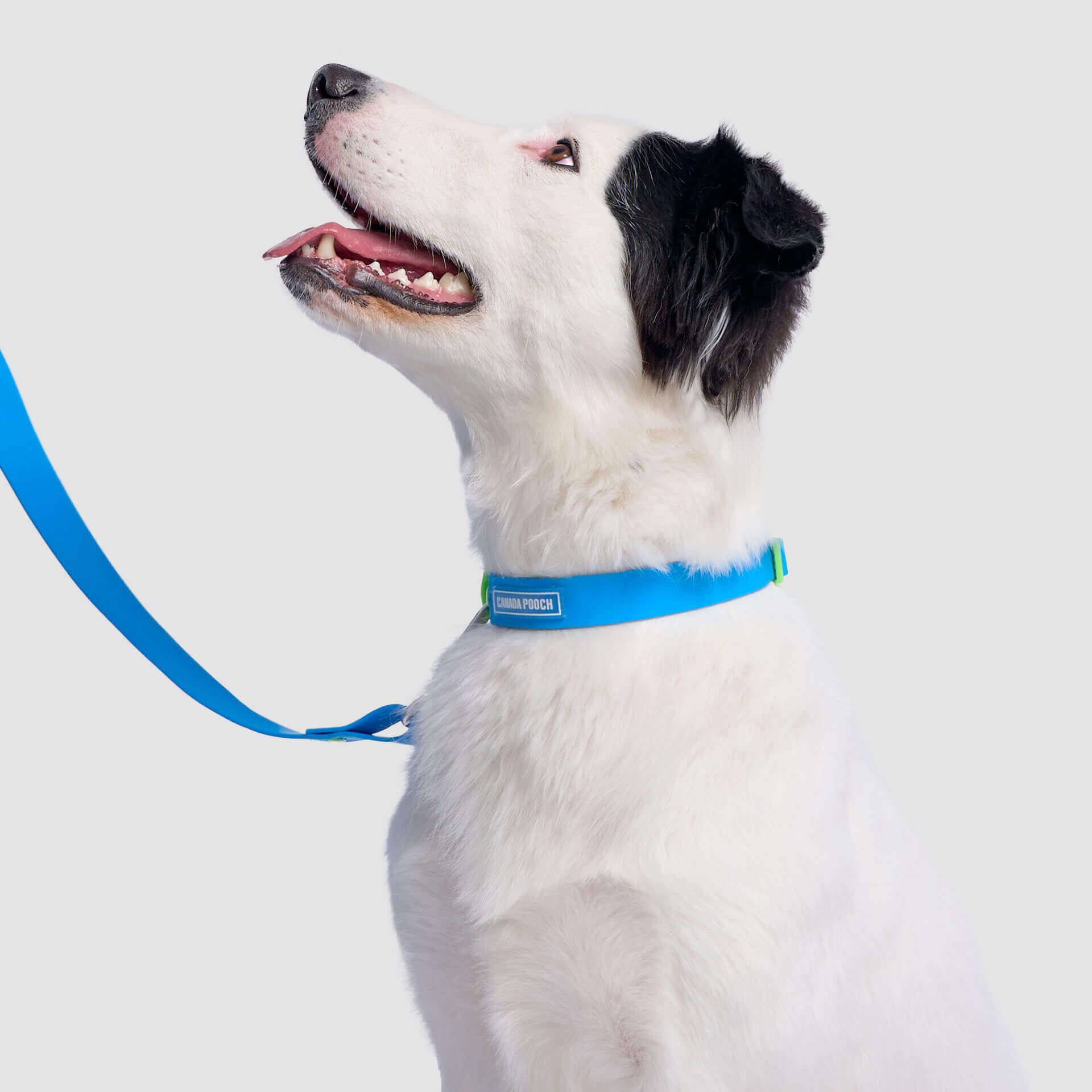 Waterproof Collar Z7eq