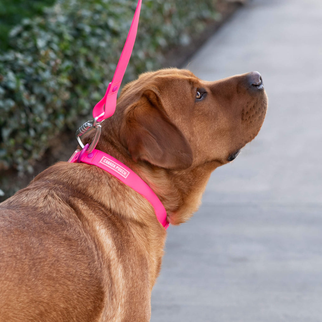 Waterproof Collar Z7eq