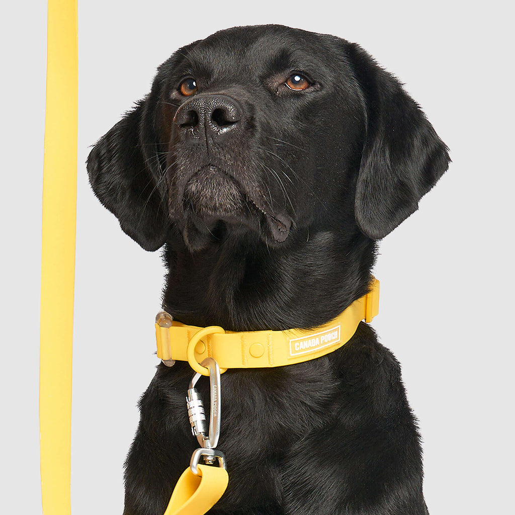 Waterproof Collar Z7eq