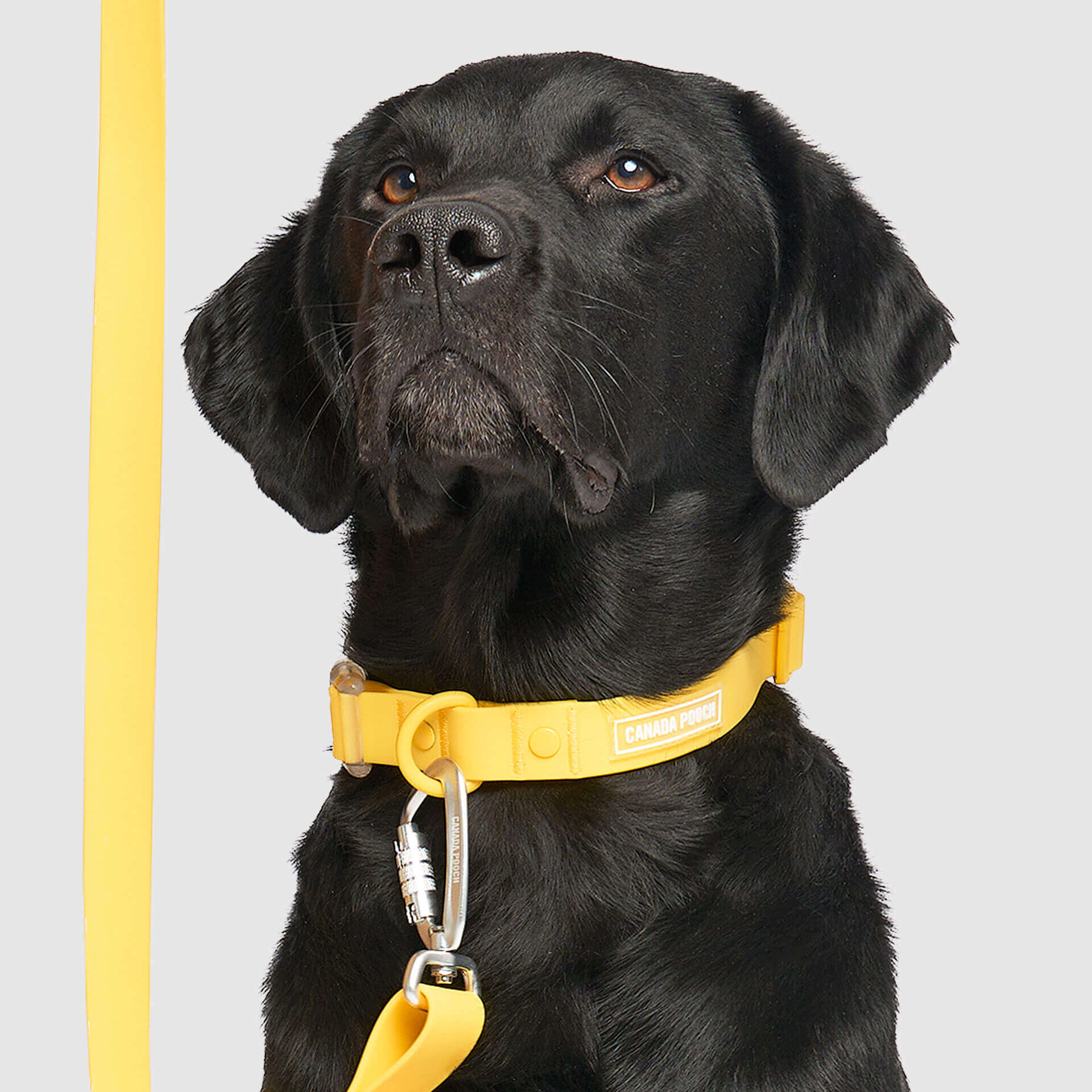 Waterproof Collar Z7eq