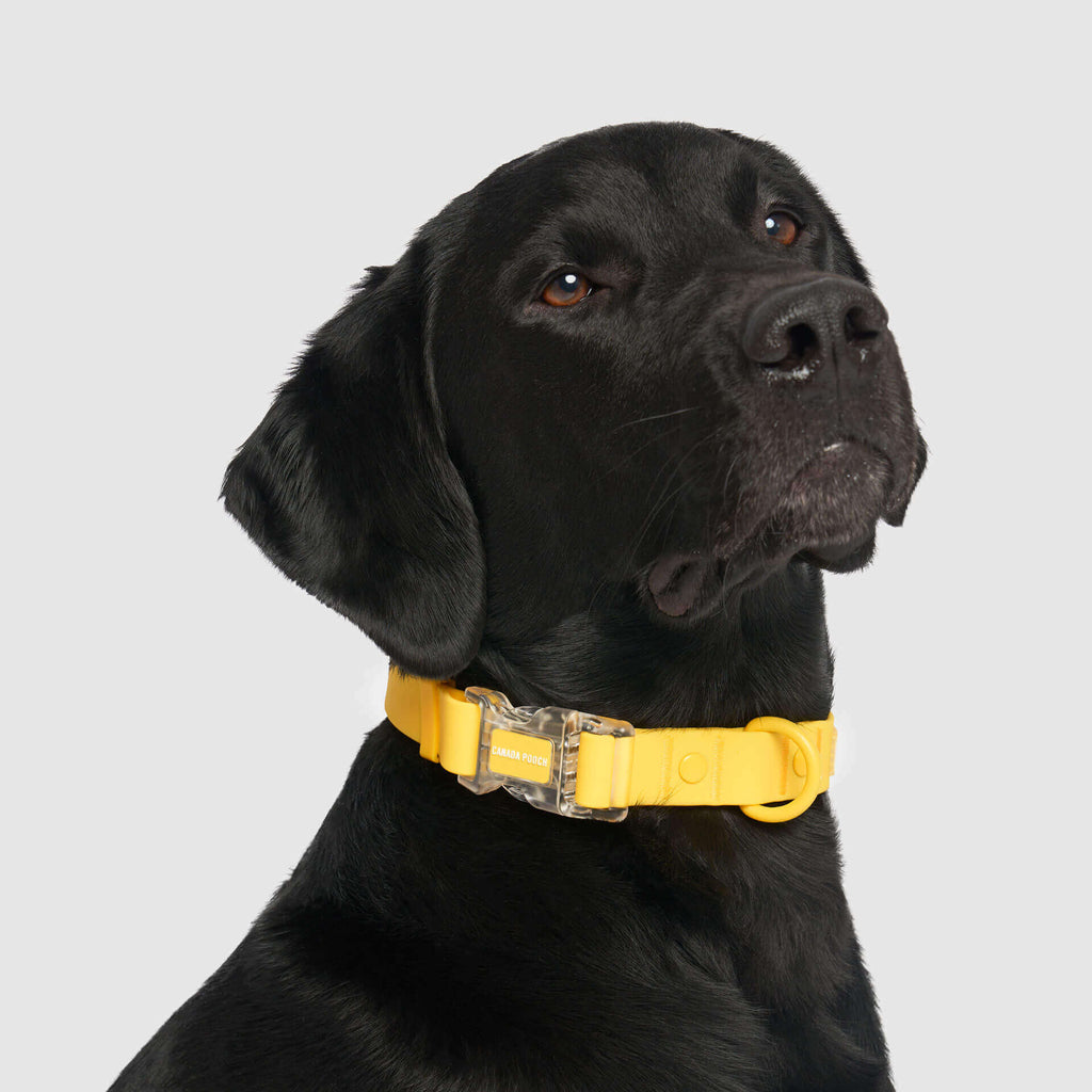 Waterproof Collar Z7eq