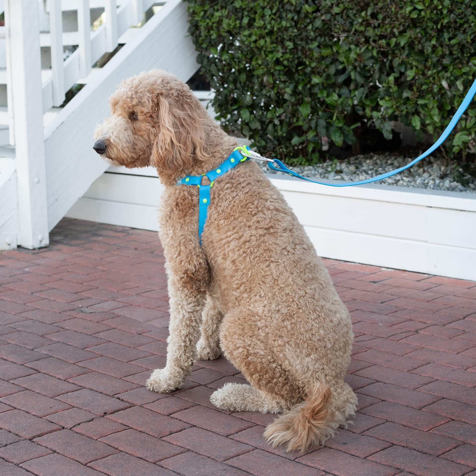 Waterproof Leash J9xv